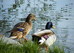 Stockenten am Ufer des Baggersees