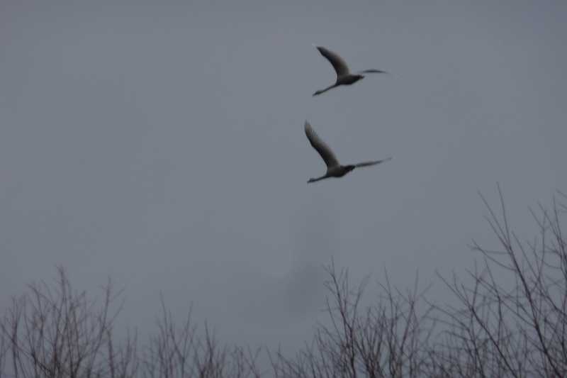 Schwäne fliegen