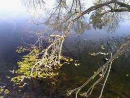 Baggersee Hirschau