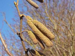 Januarspaziergang