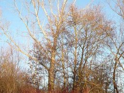 Januarspaziergang
