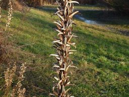 Januarspaziergang