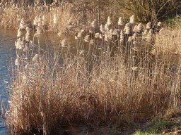 Januarspaziergang
