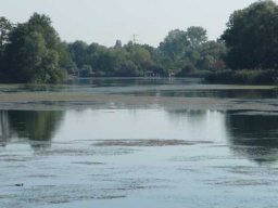 See-Entkrautung Hirschau