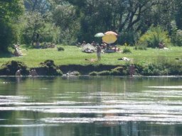See-Entkrautung Hirschau
