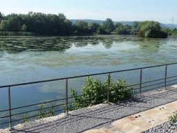 See-Entkrautung Hirschau