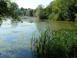 See-Entkrautung Hirschau