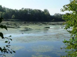 See-Entkrautung Hirschau