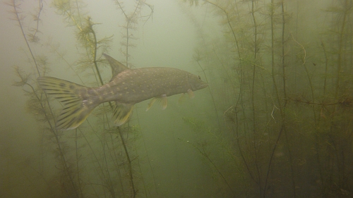 Fisch gelbe Flosse