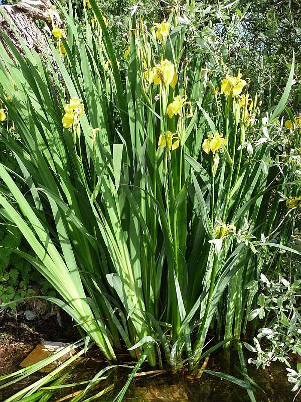 Lilien