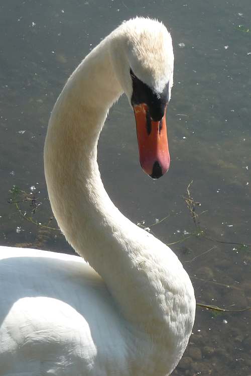 Schwanen Mama