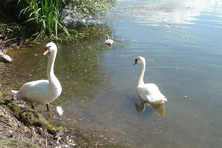 Schwanenfamilie Hirschau 