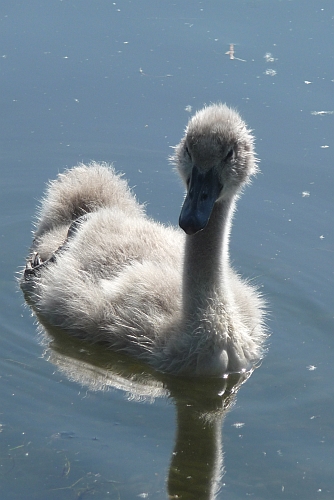 Schwanenkind