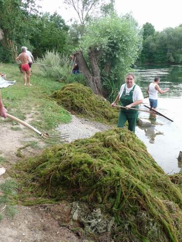 Seegrass entfernen Ostufer Baggersee
