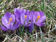 Krokusse am Baggersee