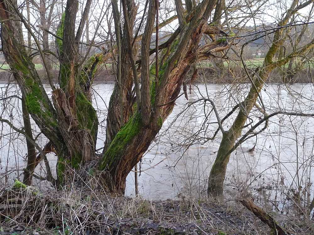 Moosbaum Neckar Moosbaum Neckar