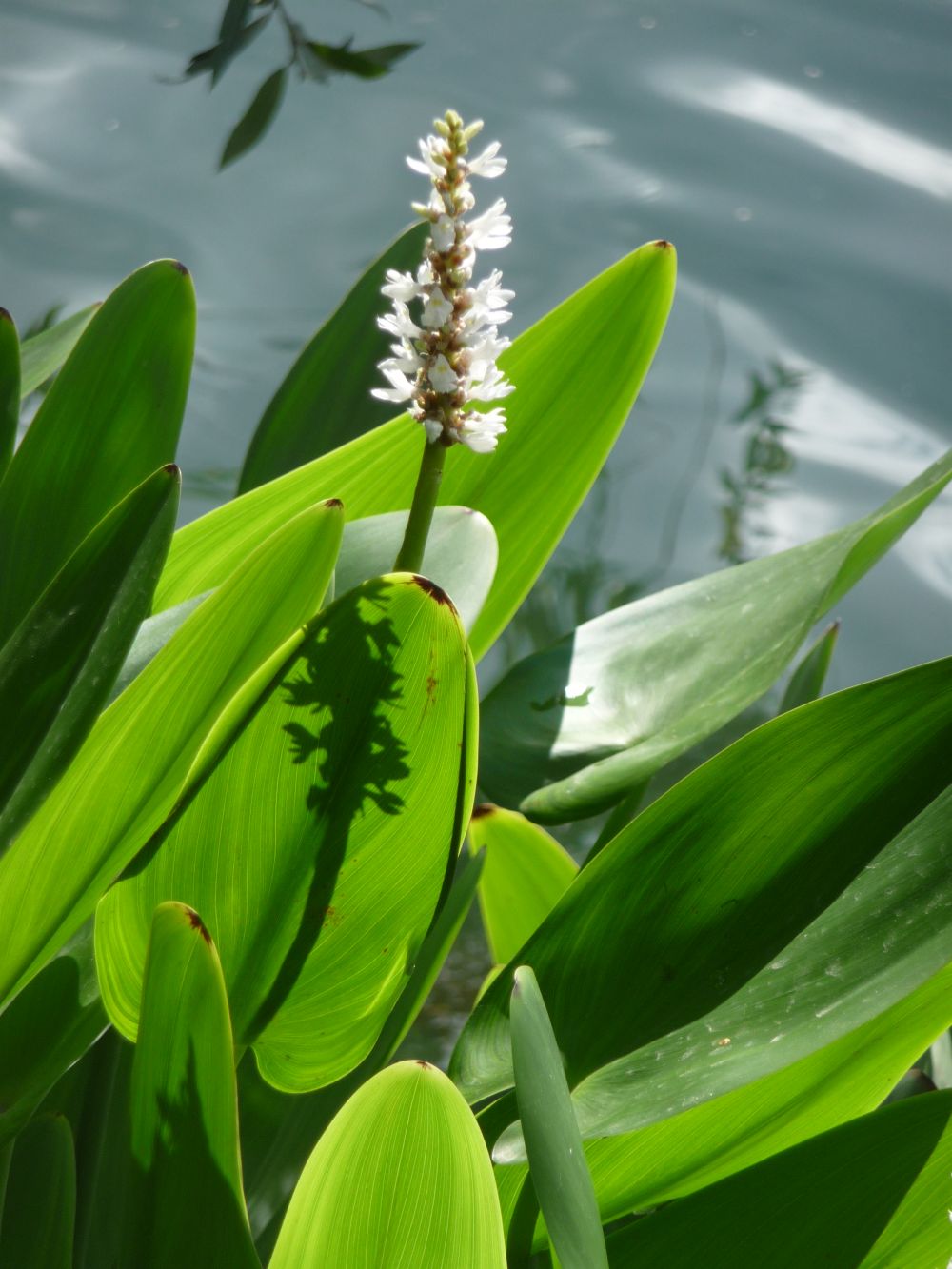 Pontederia cordata alba Hechtkraut Wasserpflanze