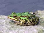 Tübingen Epplesee Hirschau Frosch Tübingen Epplesee Hirschau Frosch