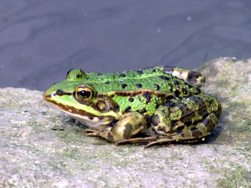 Frosch Badesee Hirschau