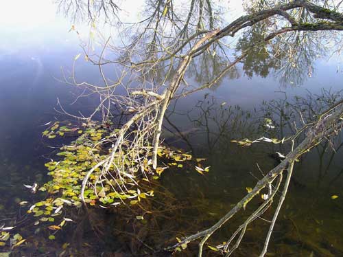 Wintertümpel Hirschau Baggersee
