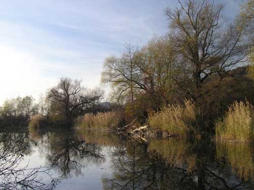 Spiegelung Ruhe-See Hirschau