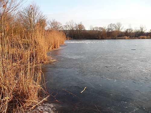 Schilfgürtel am Baggersee Hirschau
