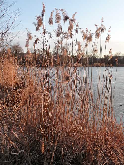 Schilfstengel am Baggersee