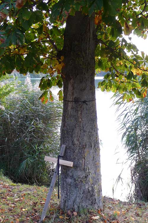 Gelieber Baum Badesee Hirschau