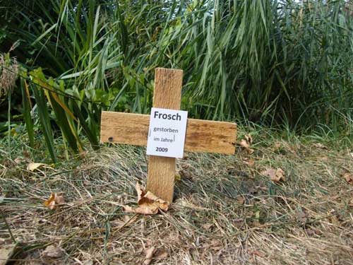 Frosch Baggersee-Ufer