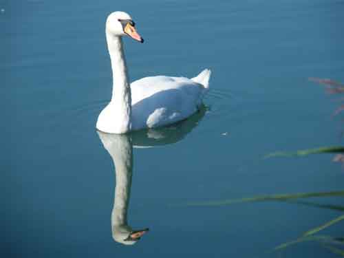 Schwan am Hierschauer-See