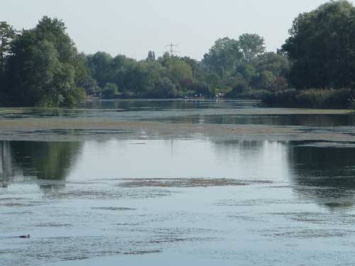 Wasseroberfläche Hirschau