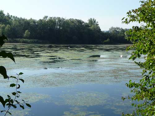 Neckarufer am See