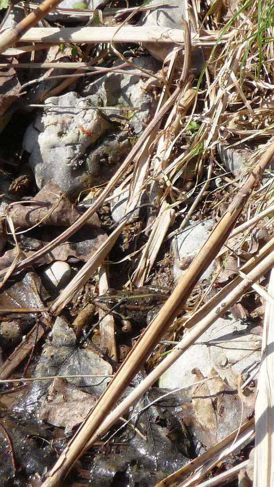 Frosch am Ufer