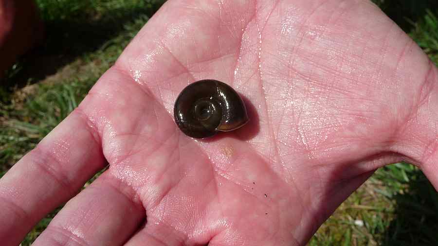 Udo mit Posthornschnecke
