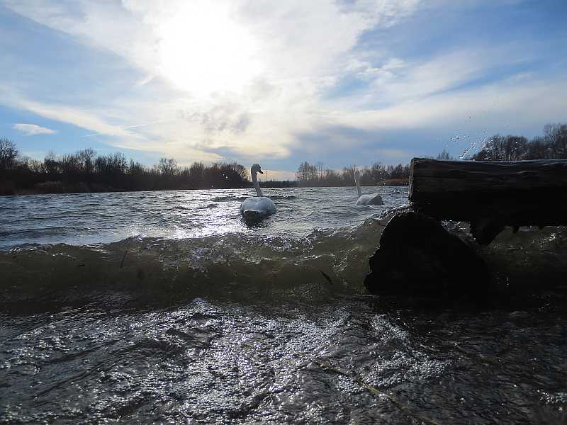 Baggersee Hirschau Welle mit Schwan