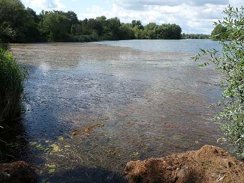 Seegras-Teppich Hirschau Seegras-Teppich Hirschau