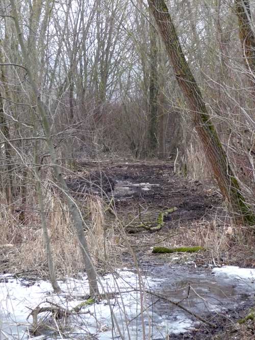 Rodung am See in Hirschau