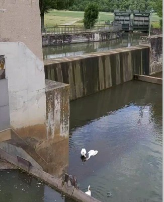toter schwan